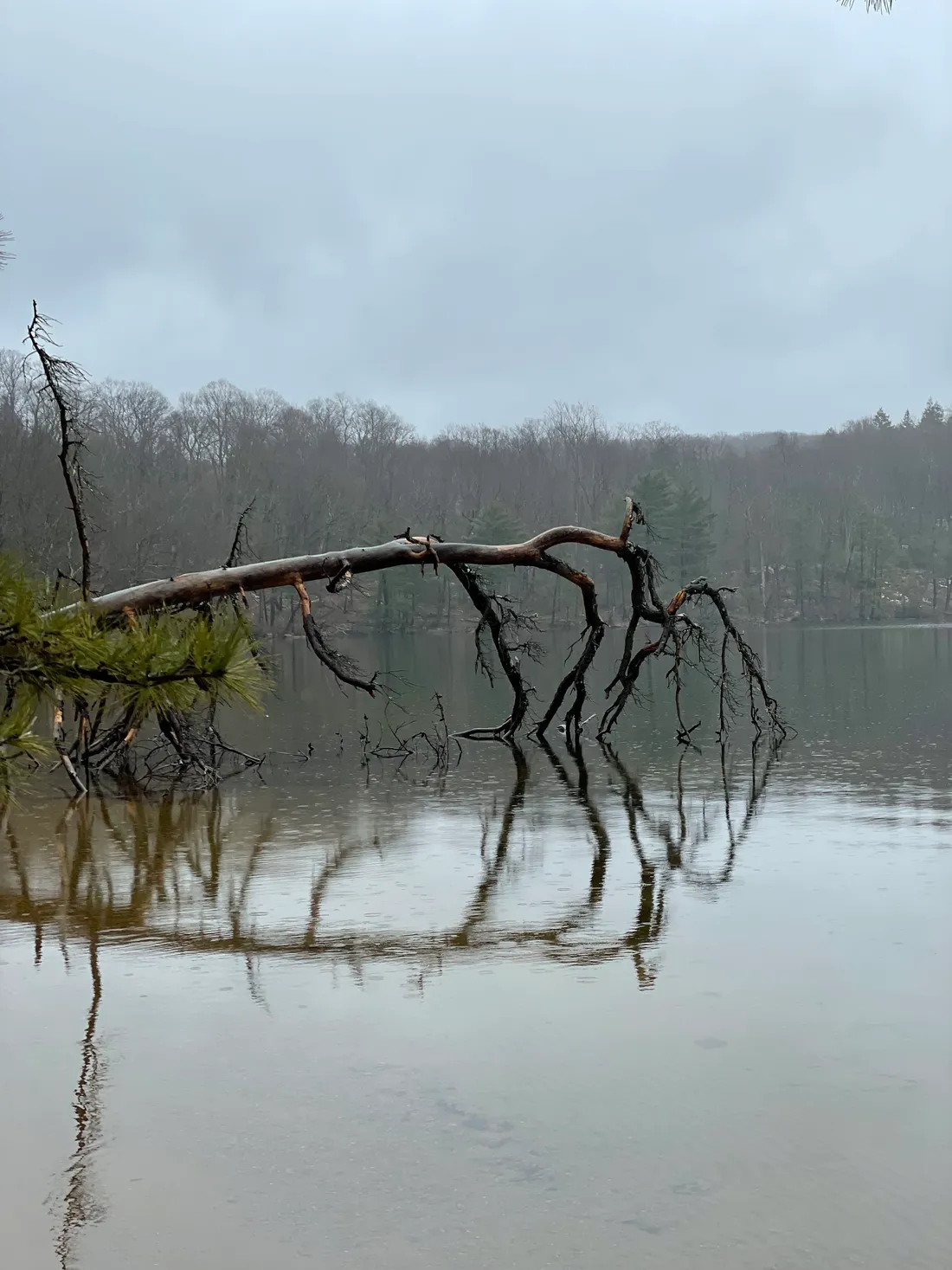A fallen tree in a lake